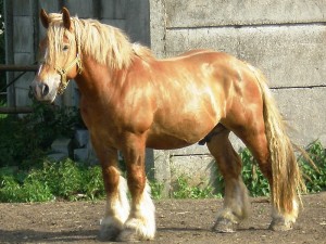 belgicky_chladnokrevnik5